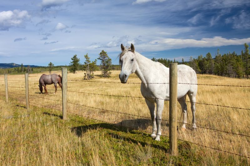 Equine Fence Installation
